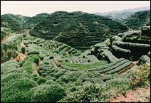 Tea plantation