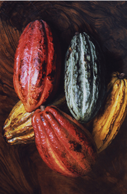 Cacao pods