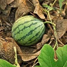 Watermelon