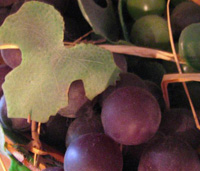 Grapes