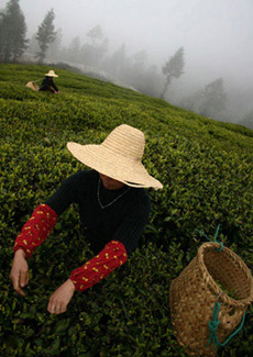 White Tea Harvesting