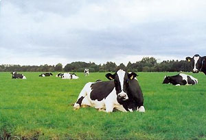 Beemster Cows