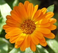 calendula blossom