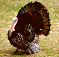 Wild Turkey