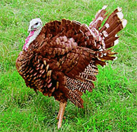 American Bronze Turkey