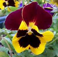 pansy flower