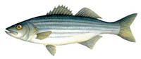 striped bass