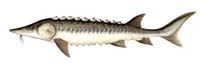 sturgeon