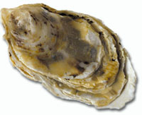 oyster