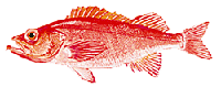 Rockfish