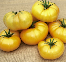 Tomato