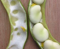 Broad Bean