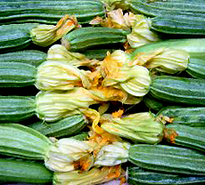 Zucchini Blossoms