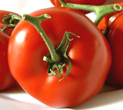 Tomato