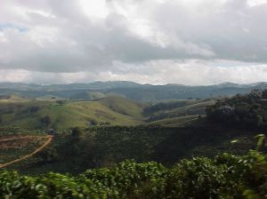 Coffee Plantation