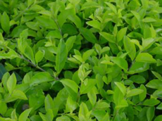 camellia sinensis