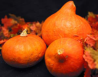 red kuri squash