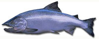 cohoe salmon