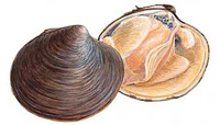 quahog