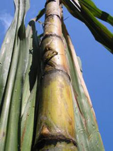 Sugar Cane