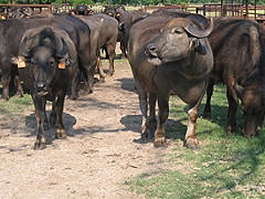 Asian Water Buffalo