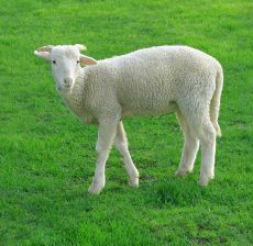 Spring Lamb