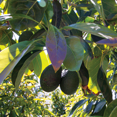 Avocados On Tree