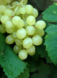 White grapes