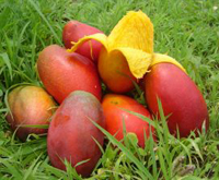 Mangoes