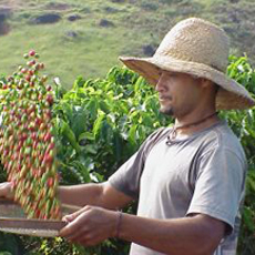 Organic Coffee