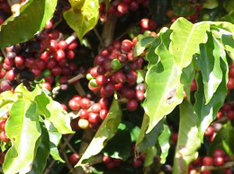 Coffee Cherries