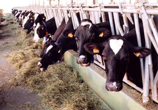 Cows WIth Hay