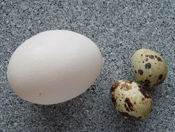 Quail Eggs