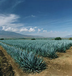 Agave