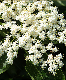 Elderflowers