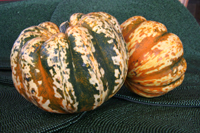 carnival squash