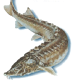 lake sturgeon