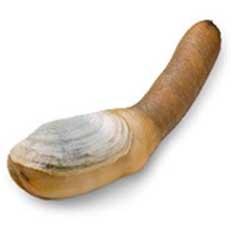 Geoduck
