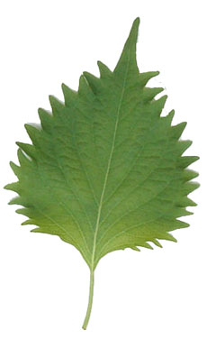 Shiso
