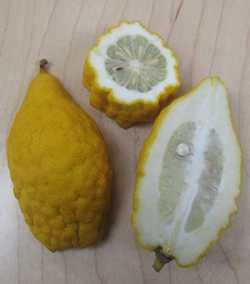 Greek Citron