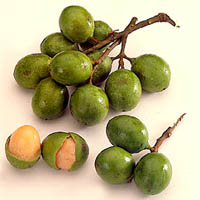 Spanish Lime