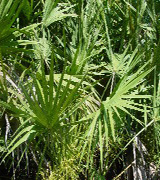 Saw Palmetto