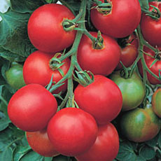 Tomato