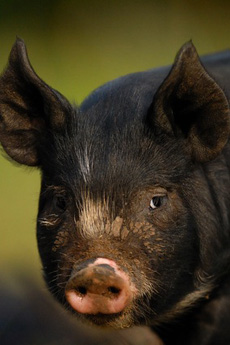 Berkshire or Kurobuta Pig