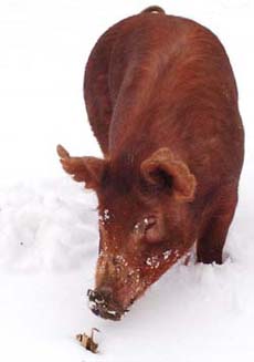 Tamworth Pig