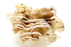 Peanut Butter White Chocolate