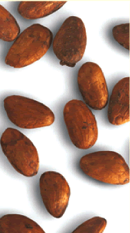 Cacao beans