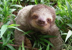 Sloth