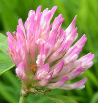 Clover Blossom