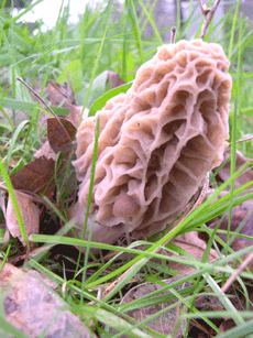 Fresh Morels